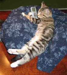 Fancy using some old-school technology. She's also on MySpace: http://www.myspace.com/fancyheadofficecat/