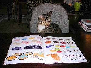 Fancy choosing our product line; kitty dishes in particular