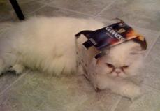 mews-sleep-chloe-guiness-box-sm