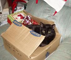 mews-sleep-earnie-box-sm