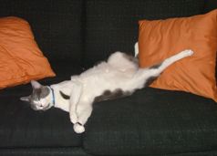 mews-sleep-niko-couch-sm