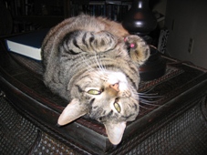 mews_kelly-on-back-sm