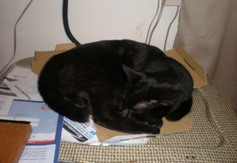 mews_sleep-buster-tray