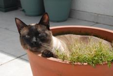 mews_sleep-gaspar-pot