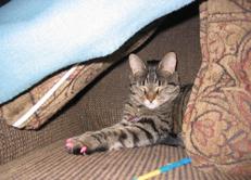 mews_sleep-kelly-cave-sm