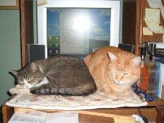mews_sleep-miss-millee-macho-sm