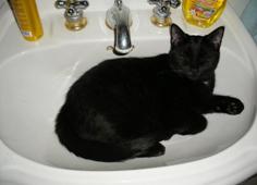 mews_sleep-zack-sink-sm