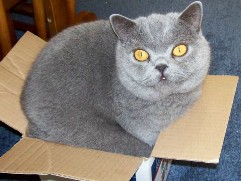 Do cats think they're smaller than they really are?