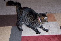 Chester ready to attack the "moth"