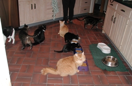 8 of the 14 La Salle cats
