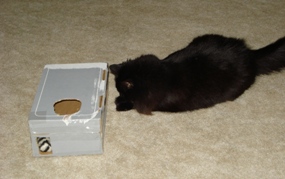 Millie plays with her "toy box"