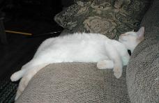 Akai sleeping in a position that would be unusual for a human but not so much for a cat