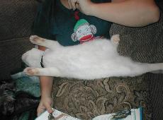 Akai deftly commandeer's his human's lap
