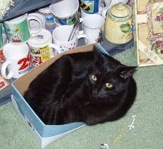 A good portion of Earnie in a box