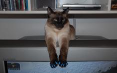 "Dr. House, there's a paw on my head."