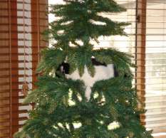 Fur ball in the fir tree