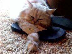 Sophie using all parts of the flip-flop as she sleeps